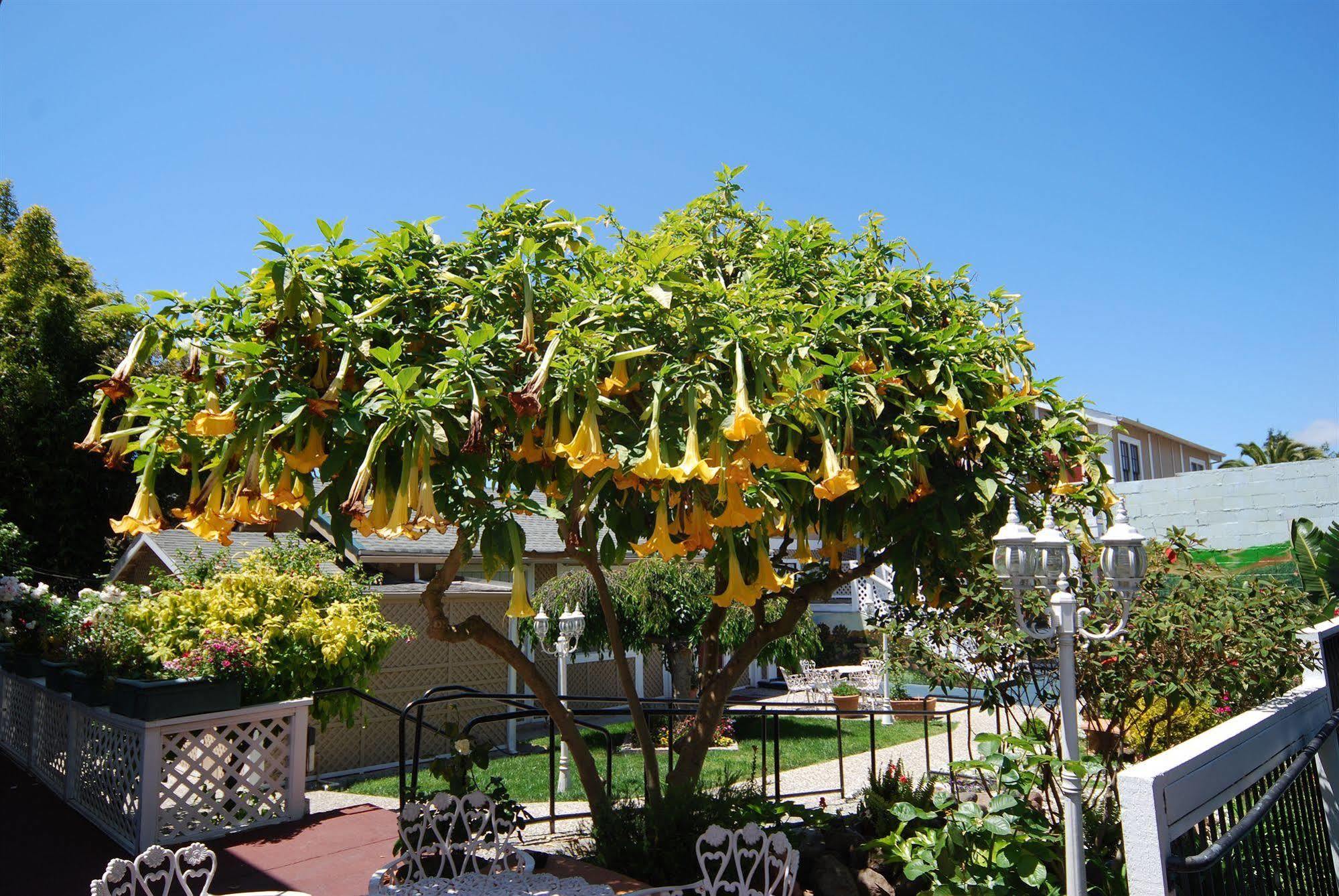 Rose Garden Inn Berkeley Eksteriør billede